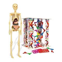 Clementoni İlk Keşiflerim - İnsan Anatomisi